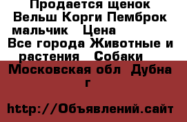 Продается щенок Вельш Корги Пемброк мальчик › Цена ­ 65 000 - Все города Животные и растения » Собаки   . Московская обл.,Дубна г.